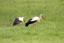 06-7899 White Storks (Ciconia ciconia) France